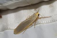 Eilema caniola