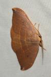 Watsonalla uncinula