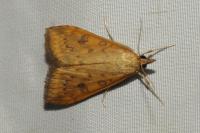 Udea ferrugalis