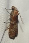 Phycita roborella