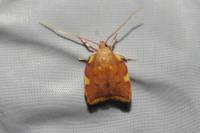 Carcina quercana