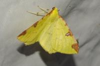 Opisthograptis luteolata