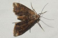 Cataclysta lemnata