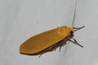 Wittia sororcula