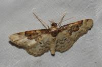 Idaea rusticata