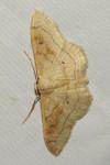 Idaea rubraria