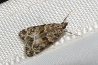 Eudonia mercurella