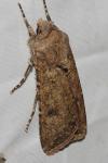 Agrotis segetum