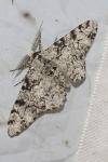 Biston betularia