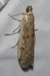 Phycitodes