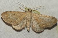Eupithecia simpliciata