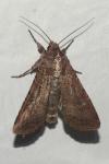 Peridroma saucia