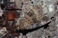 Amphipyra berbera