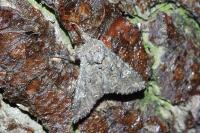Mamestra brassicae