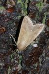 Mythimna unipuncta