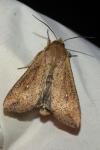 Mythimna unipuncta