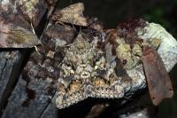 Catocala sponsa