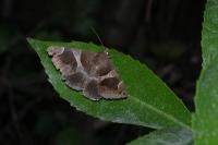 Dysgonia algira