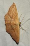 Scopula imitaria