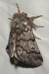 Thaumetopoea pityocampa
