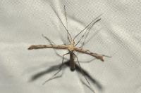 Agdistis satanas
