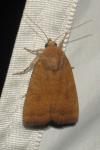 Noctua interjecta