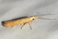 Coleophora salicorniae