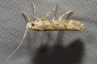 Scrobipalpa