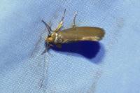Crassa unitella