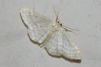 Idaea subsericeata