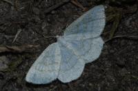 Cabera exanthemata