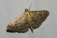 Patania ruralis