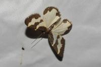 Lomaspilis marginata