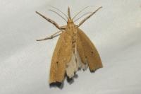 Chilo phragmitellus