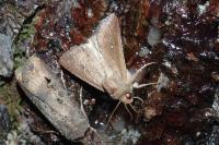 Mythimna albipuncta