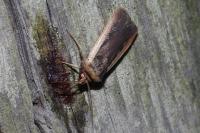 Ochropleura leucogaster