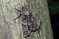 Acronicta rumicis