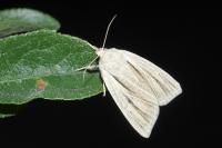 Acronicta albovenosa
