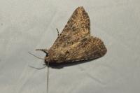 Anarta trifolii