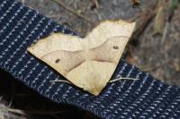 Crocallis elinguaria