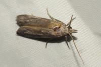Epischnia asteris