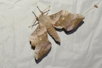 Laothoe populi