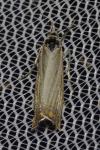 Chrysoteuchia culmella