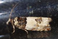 Gypsonoma dealbana