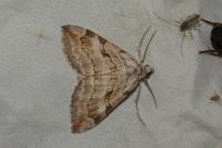 Aplocera efformata