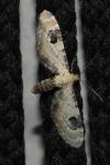Eupithecia centaureata