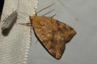 Cosmia trapezina