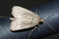 Archanara dissoluta