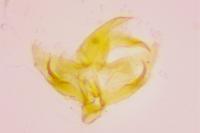 Borkhausenia fuscescens