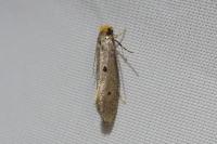 Tinea trinotella